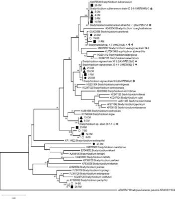 Towards inoculant development for Bambara groundnut (Vigna subterranean (L.) Verdc) pulse crop production in Namibia